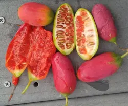بذر خیار سرخ <br> بسته 5 عددی <br> Scarlet Gourd Seeds <br><i><b> Coccinia grandis </i> Seeds</b>