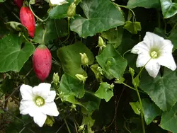 بذر خیار سرخ <br> بسته 5 عددی <br> Scarlet Gourd Seeds <br><i><b> Coccinia grandis </i> Seeds</b>
