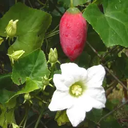 بذر خیار سرخ <br> بسته 5 عددی <br> Scarlet Gourd Seeds <br><i><b> Coccinia grandis </i> Seeds</b>