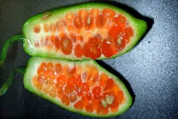 بذر خیار سرخ <br> بسته 5 عددی <br> Scarlet Gourd Seeds <br><i><b> Coccinia grandis </i> Seeds</b>