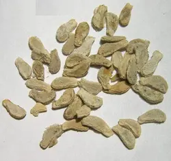 بذر خیار سرخ <br> بسته 5 عددی <br> Scarlet Gourd Seeds <br><i><b> Coccinia grandis </i> Seeds</b>