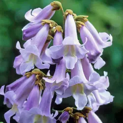 بذر درخت پالونیا کشیده  بسته 20 عددی  Long Paulownia Seeds  Paulownia elongata Seeds