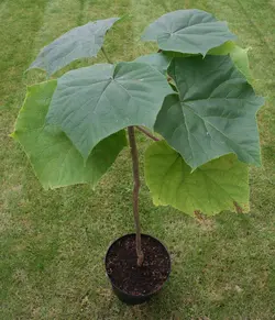 بذر درخت پالونیا کشیده  بسته 20 عددی  Long Paulownia Seeds  Paulownia elongata Seeds