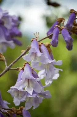 بذر درخت پالونیا کشیده  بسته 20 عددی  Long Paulownia Seeds  Paulownia elongata Seeds