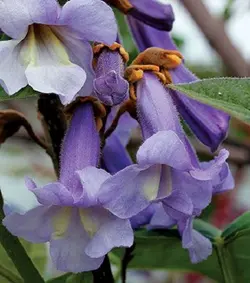 بذر درخت پالونیا کشیده  بسته 20 عددی  Long Paulownia Seeds  Paulownia elongata Seeds