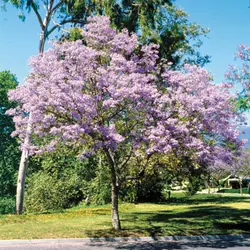 بذر درخت پالونیا کشیده  بسته 20 عددی  Long Paulownia Seeds  Paulownia elongata Seeds