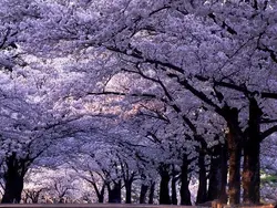 بذر درخت پالونیا کشیده  بسته 20 عددی  Long Paulownia Seeds  Paulownia elongata Seeds
