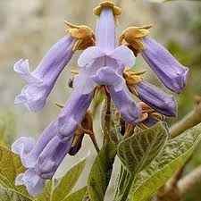 بذر درخت پالونیا کشیده  بسته 20 عددی  Long Paulownia Seeds  Paulownia elongata Seeds