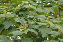 بذر درخت بالسا <br> تعداد 1 عدد بذر <br> Balsa Tree Seeds <br><i><b> Ochroma pyramidale </i> Seeds </b>