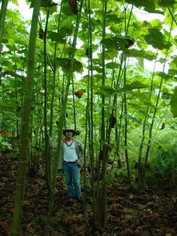 بذر درخت بالسا <br> تعداد 1 عدد بذر <br> Balsa Tree Seeds <br><i><b> Ochroma pyramidale </i> Seeds </b>