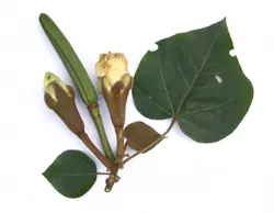 بذر درخت بالسا <br> تعداد 1 عدد بذر <br> Balsa Tree Seeds <br><i><b> Ochroma pyramidale </i> Seeds </b>