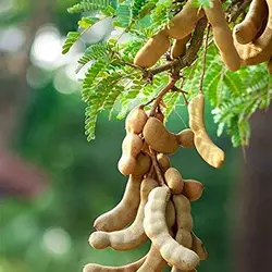 بذر تمر هندی <br> تعداد 1 عدد بذر <br> Tamarind Seeds <br><i><b> Tamarindus indica </i> Seeds </b>