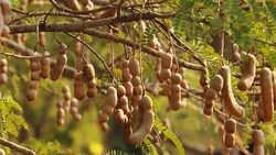 بذر تمر هندی <br> تعداد 1 عدد بذر <br> Tamarind Seeds <br><i><b> Tamarindus indica </i> Seeds </b>