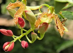 بذر تمر هندی <br> تعداد 1 عدد بذر <br> Tamarind Seeds <br><i><b> Tamarindus indica </i> Seeds </b>