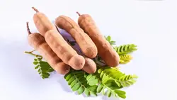 بذر تمر هندی <br> تعداد 1 عدد بذر <br> Tamarind Seeds <br><i><b> Tamarindus indica </i> Seeds </b>
