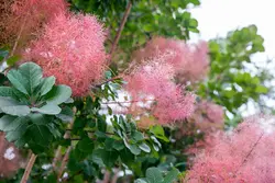 بذر درخت دودی (درخت پر)  <br> بسته 10 عددی <br> Smoke Tree <br><i><b> Cotinus coggygria </i> Seeds </b>