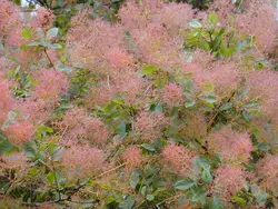 بذر درخت دودی (درخت پر)  <br> بسته 10 عددی <br> Smoke Tree <br><i><b> Cotinus coggygria </i> Seeds </b>
