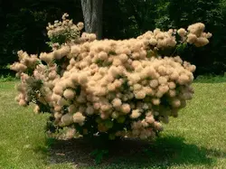 بذر درخت دودی (درخت پر)  <br> بسته 10 عددی <br> Smoke Tree <br><i><b> Cotinus coggygria </i> Seeds </b>