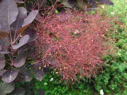 بذر درخت دودی (درخت پر)  <br> بسته 10 عددی <br> Smoke Tree <br><i><b> Cotinus coggygria </i> Seeds </b>