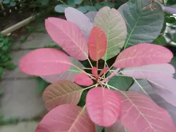 بذر درخت دودی (درخت پر)  <br> بسته 10 عددی <br> Smoke Tree <br><i><b> Cotinus coggygria </i> Seeds </b>