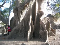 بذر درخت کاپوک  بسته یک عددی  Kapok Tree Seeds  Ceiba pentandra Seeds