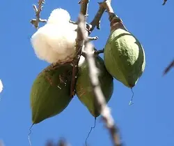 بذر درخت کاپوک  بسته یک عددی  Kapok Tree Seeds  Ceiba pentandra Seeds