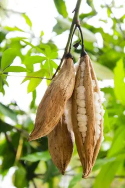 بذر درخت کاپوک  بسته یک عددی  Kapok Tree Seeds  Ceiba pentandra Seeds