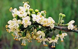 بذر درخت کاپوک  بسته یک عددی  Kapok Tree Seeds  Ceiba pentandra Seeds