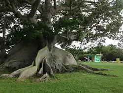 بذر درخت کاپوک  بسته یک عددی  Kapok Tree Seeds  Ceiba pentandra Seeds