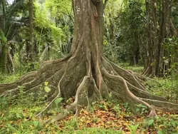 بذر درخت کاپوک  بسته یک عددی  Kapok Tree Seeds  Ceiba pentandra Seeds