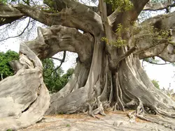 بذر درخت کاپوک  بسته یک عددی  Kapok Tree Seeds  Ceiba pentandra Seeds