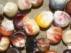 بذر ذرت رنگین کمان <br> بسته 5 عددی <br> Glass Gem Rainbow Corn Seeds <br> Zea mays var. indurata 'Painted Mountain'