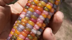 بذر ذرت رنگین کمان <br> بسته 5 عددی <br> Glass Gem Rainbow Corn Seeds <br> Zea mays var. indurata 'Painted Mountain'