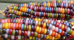 بذر ذرت رنگین کمان <br> بسته 5 عددی <br> Glass Gem Rainbow Corn Seeds <br> Zea mays var. indurata 'Painted Mountain'
