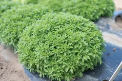 بذر ریحان بوته ای برگ کوچک مینیاتوری  بسته 50 عددی  Spicy Bush Basil Seeds  Ocimum basilicum var. minimum