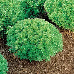 بذر ریحان بوته ای برگ کوچک مینیاتوری  بسته 50 عددی  Spicy Bush Basil Seeds  Ocimum basilicum var. minimum