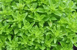 بذر ریحان بوته ای برگ کوچک مینیاتوری  بسته 50 عددی  Spicy Bush Basil Seeds  Ocimum basilicum var. minimum