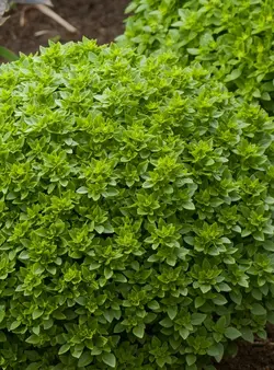 بذر ریحان بوته ای برگ کوچک مینیاتوری  بسته 50 عددی  Spicy Bush Basil Seeds  Ocimum basilicum var. minimum