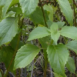 بذر ریحان درختی آفریقایی  بسته 10 عددی  African Tree Basil Seeds  Ocimum gratissimum