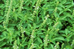 بذر ریحان سبز ایرانی  <br> بسته 2500 عددی 5 گرم <br> Persian Green Basil Seeds <br> Ocimum basilicum 'Persian Green'
