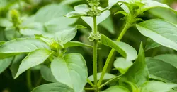 بذر ریحان سبز ایرانی  <br> بسته 2500 عددی 5 گرم <br> Persian Green Basil Seeds <br> Ocimum basilicum 'Persian Green'