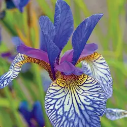 بذر زنبق سیبری  بسته 5 عددی  Siberian Iris Seeds  Iris sibirica Seeds