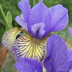 بذر زنبق سیبری  بسته 5 عددی  Siberian Iris Seeds  Iris sibirica Seeds