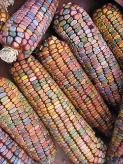 بذر ذرت دندان زمین <br> بسته 5 عددی <br> Earth Tones Dent Corn <br><i><b> Zea mays </b></i> Earth Tones Dent Seeds
