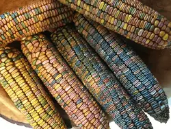 بذر ذرت دندان زمین <br> بسته 5 عددی <br> Earth Tones Dent Corn <br><i><b> Zea mays </b></i> Earth Tones Dent Seeds