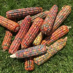 بذر ذرت دندان زمین <br> بسته 5 عددی <br> Earth Tones Dent Corn <br><i><b> Zea mays </b></i> Earth Tones Dent Seeds