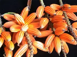 بذر زنجبیل آکسی میترا <br> بسته 5 عددی <br> Oxymitra Ginger <br><i><b> Alpinia oxymitra </i> Seeds </b>
