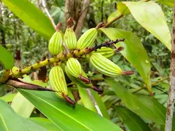 بذر زنجبیل آکسی میترا <br> بسته 5 عددی <br> Oxymitra Ginger <br><i><b> Alpinia oxymitra </i> Seeds </b>