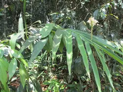 بذر زنجبیل آکسی میترا <br> بسته 5 عددی <br> Oxymitra Ginger <br><i><b> Alpinia oxymitra </i> Seeds </b>