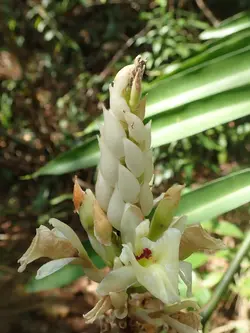 بذر زنجبیل آکسی میترا <br> بسته 5 عددی <br> Oxymitra Ginger <br><i><b> Alpinia oxymitra </i> Seeds </b>